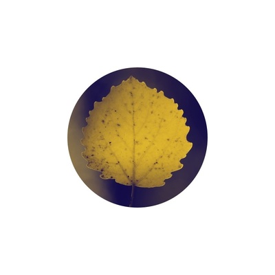 Yellow Aspen Leaf 